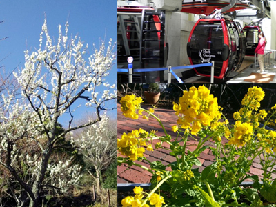 花咲く春に神戸布引ハーブ園へ行こう♪