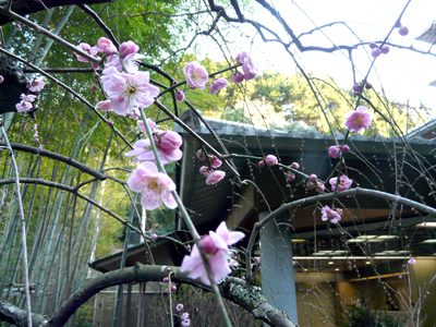 欽山のお庭では春の陽気に咲く梅の花