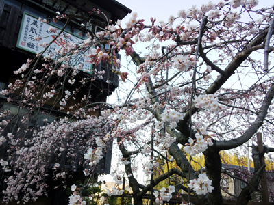 2013 有馬温泉桜便り（１）　～さくら咲く？！～