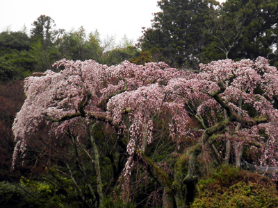 2013 有馬温泉桜便り（２）　～善福寺・糸桜～