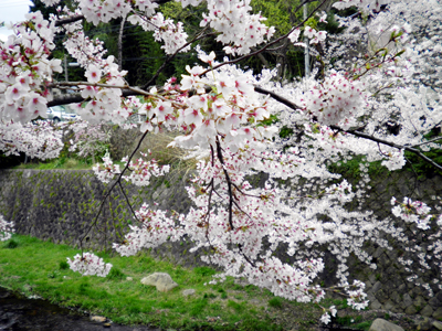 2013 有馬温泉桜便り（５）　～春の嵐にも散らず～