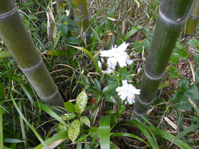 お庭の竹の足元に咲くのは著莪（しゃが）の花