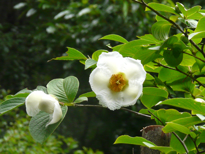 沙羅の花・夏椿咲く頃