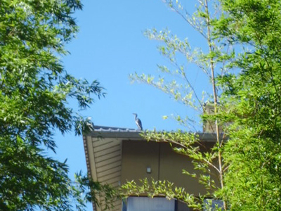 秋の青空よりアオサギ来訪