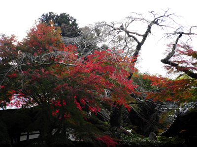 有馬温泉紅葉便り 2013 11/12号