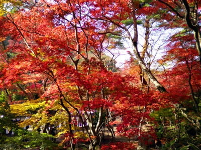 有馬温泉紅葉便り 2013 11/16号