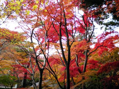 有馬温泉紅葉便り 2013 11/23号