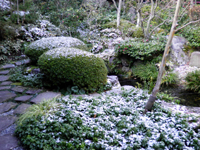 年末らしい寒い朝、庭に残る白い雪